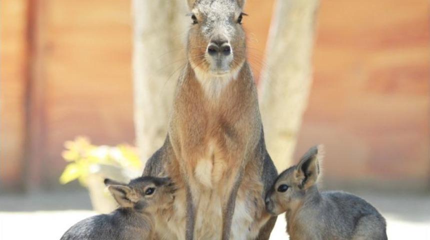 Sevimli Patagonya Tavşanının İkiz Sevinci
