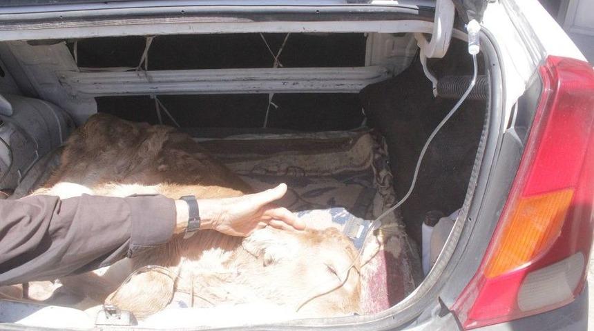 Ağrı&rsquo;da Hasta Olan Buzağıyı 30 Kilometre Taşıyarak Tedavi Ettirdi