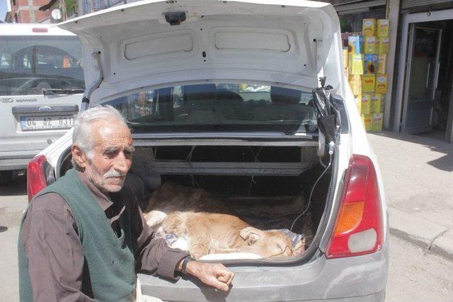 Ağrı’da Hasta Olan Buzağıyı 30 Kilometre Taşıyarak Tedavi Ettirdi