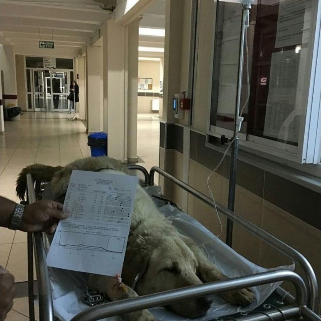 Kanserli K&ouml;pek İ&ccedil;in Seferberlik