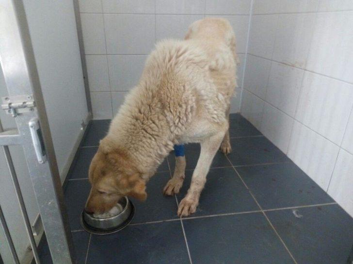 Kanserli Köpek İçin Seferberlik G1