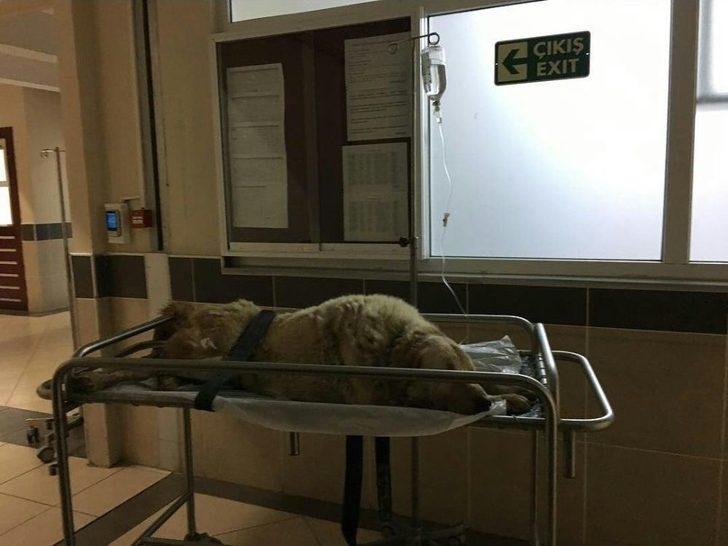 Kanserli Köpek İçin Seferberlik G2