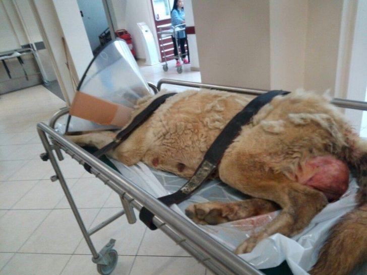 Kanserli Köpek İçin Seferberlik G3