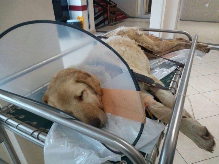 Kanserli Köpek İçin Seferberlik G4