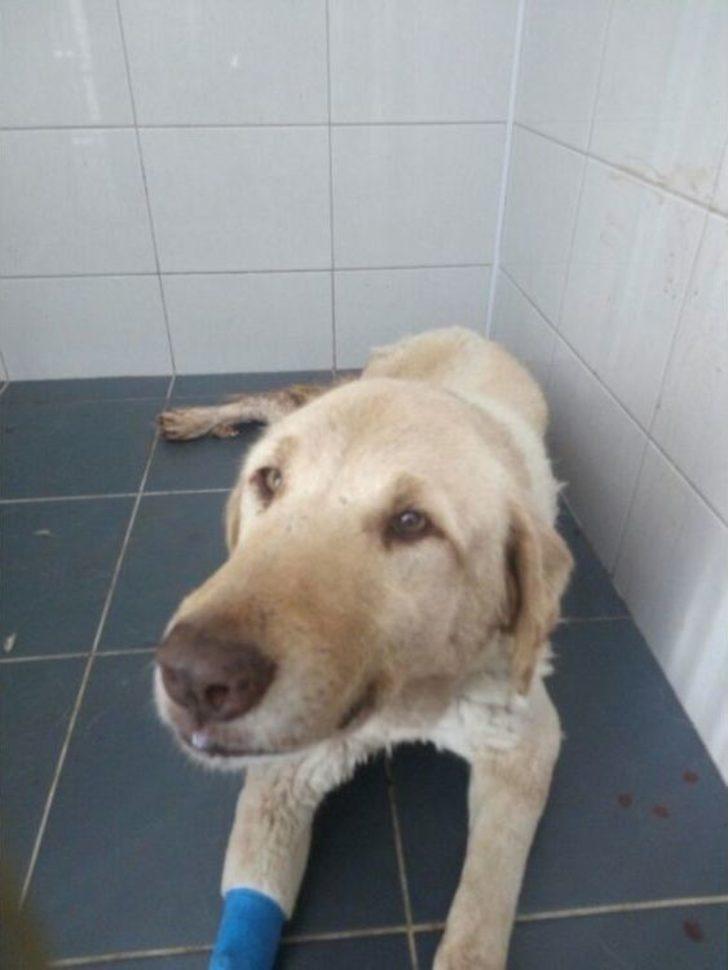 Kanserli Köpek İçin Seferberlik G5