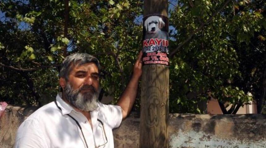 Kayıp K&ouml;peğini Afişle Arıyor