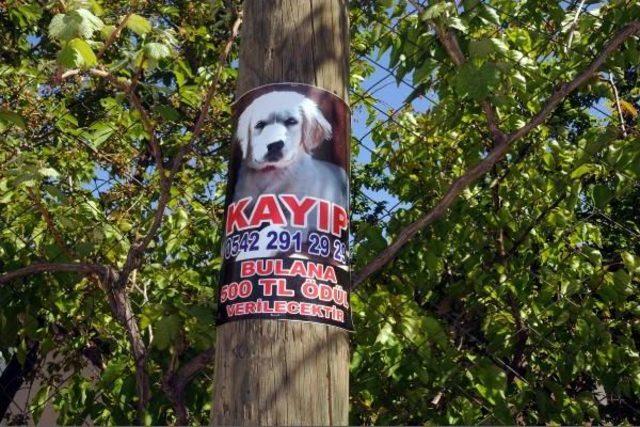 Kayıp Köpeğini Afişle Arıyor