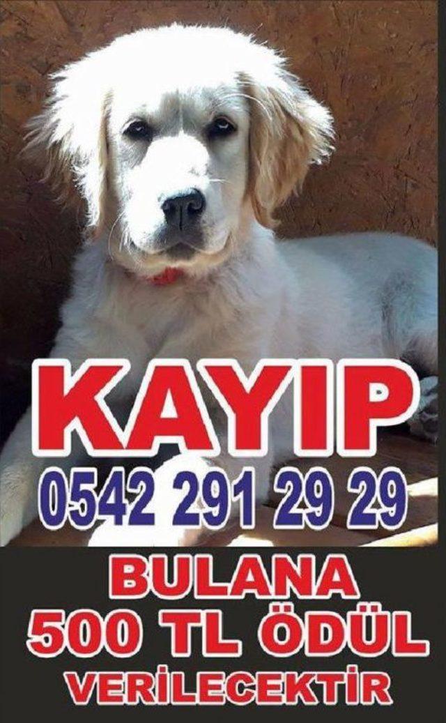 Kayıp Köpeğini Afişle Arıyor