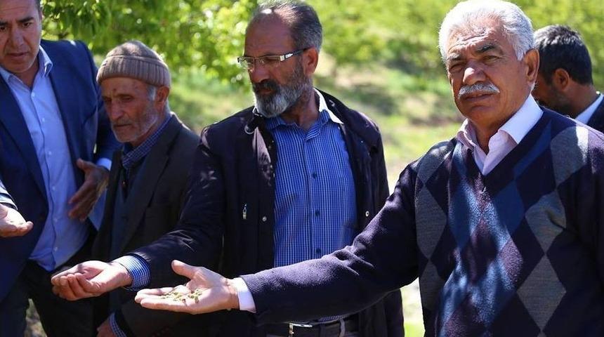 Zirai Donun Vurduğu Kayısıdaki Hasar Tespit &Ccedil;alışmaları