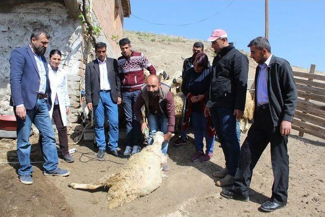 Malatya’da Koyun Kırkım Kursu