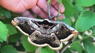 Aydın’da Dev Kelebek Şaşırttı