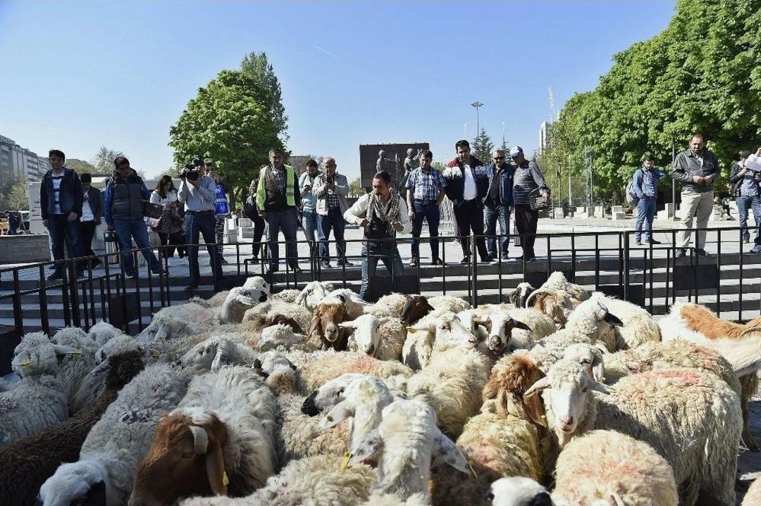 Kızılay&rsquo;a S&uuml;r&uuml; İndi....