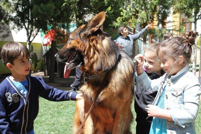 Gkv’li Minikler Okullarında Evcil Hayvanları Ağırladı