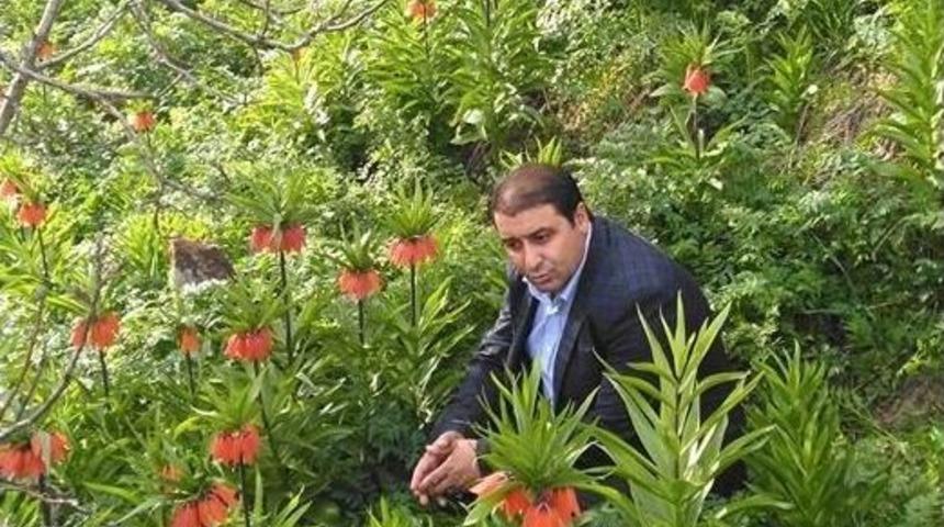 Ters Laleler B&uuml;y&uuml;l&uuml;yor