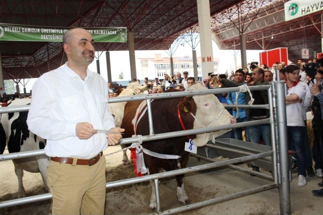 G&uuml;zellikleri Ve Ağırlıklarıyla Podyumda Yarıştılar