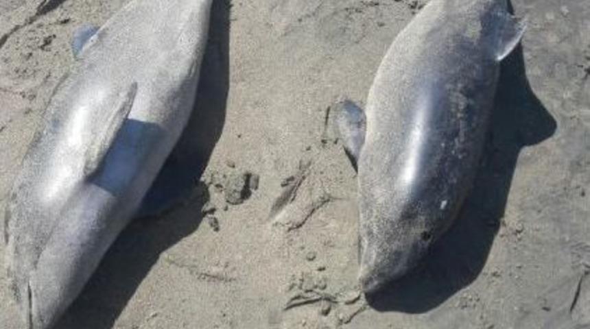 Karasu Limanı Sahilinde 3 &Ouml;l&uuml; Yunus Yavrusu Bulundu