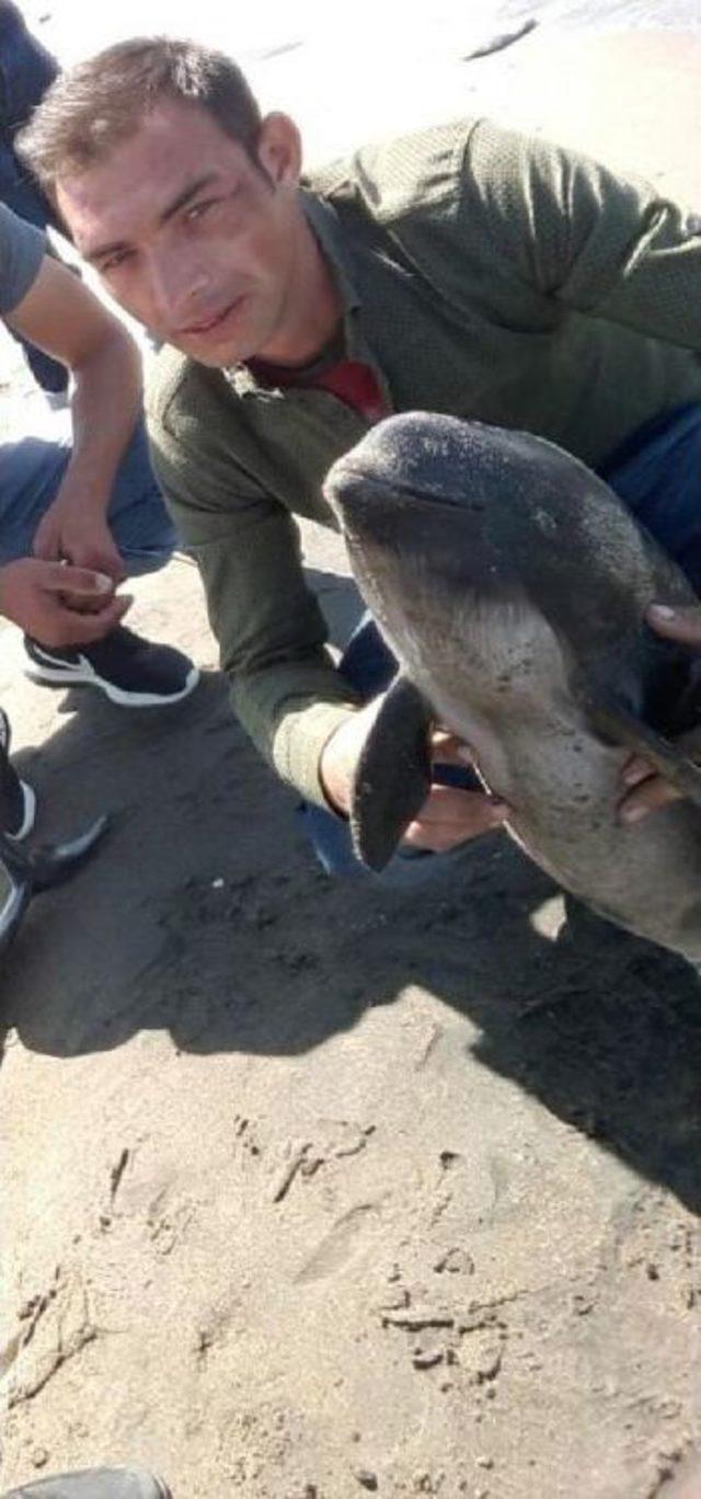 Karasu Limanı Sahilinde 3 Ölü Yunus Yavrusu Bulundu