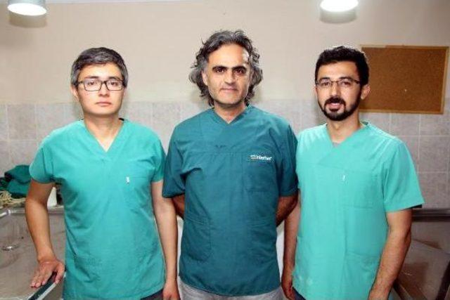 Yavru Kedi, Ezilen Annesinin Karnından Sağ &Ccedil;ıkarıldı 1