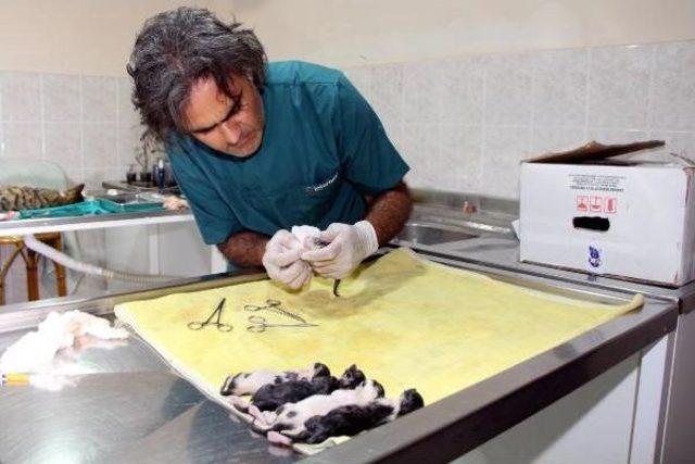 Yavru Kedi, Ezilen Annesinin Karnından Sağ &Ccedil;ıkarıldı 2