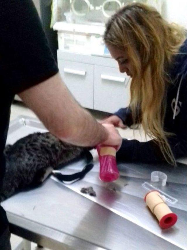 Zehirlenen Kediyi Fabrika İşçisi Kurtardı