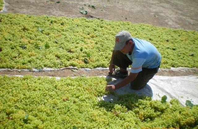 Çekirdeksiz Kuru Üzümde Erken Hasadın Faturası 100 Milyon Lira