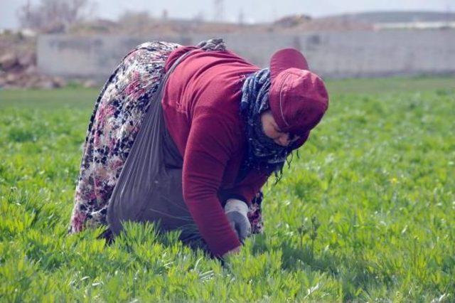 Yüksekovalı Kadınlar Yaylalarda Pancar Topluyor