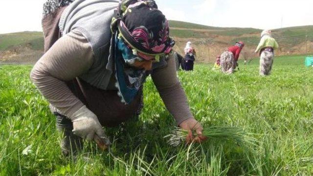 Yüksekovalı Kadınlar Yaylalarda Pancar Topluyor