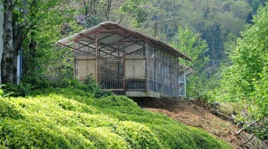 Arıcı Başkan Yardımcısı Sedef'in Ayıyla M&uuml;cadelesi