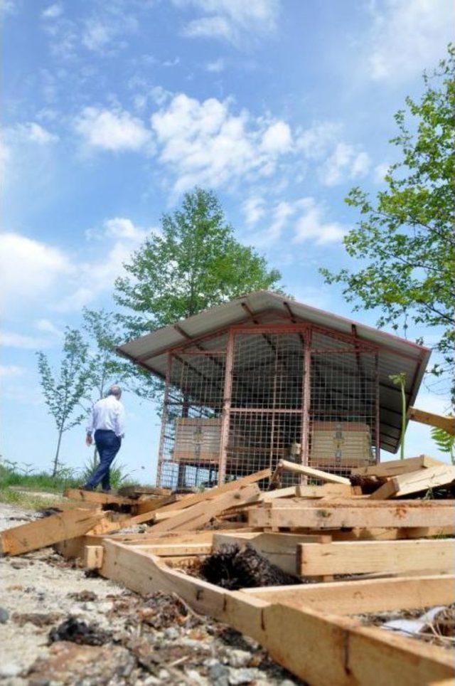 Arıcı Başkan Yardımcısı Sedef'in Ayıyla Mücadelesi