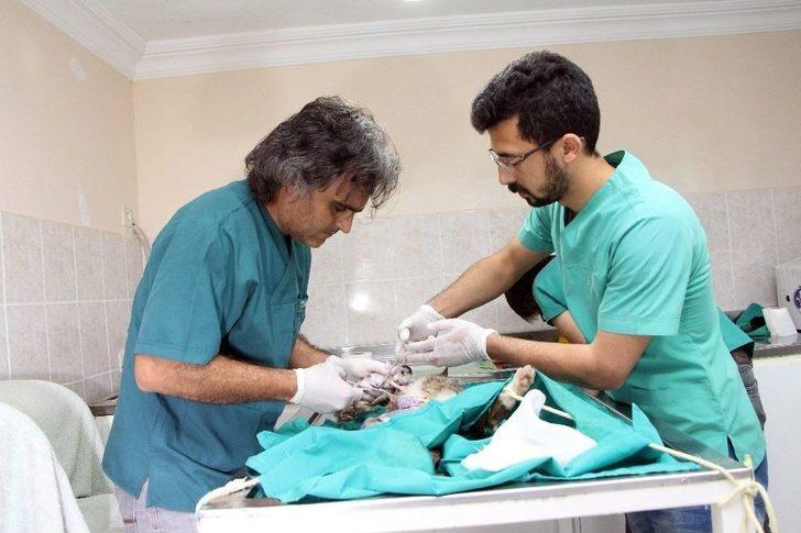 Telef Olan Hamile Kedi Sezaryene Alındı G1