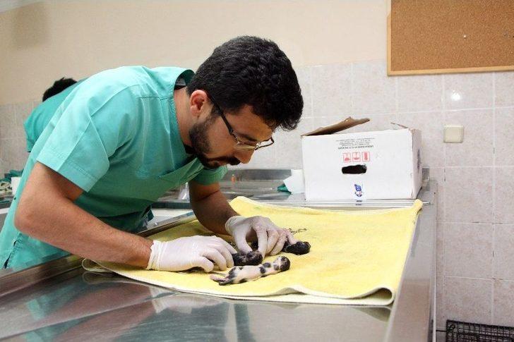 Telef Olan Hamile Kedi Sezaryene Alındı G2