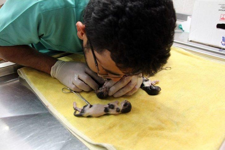 Telef Olan Hamile Kedi Sezaryene Alındı G3