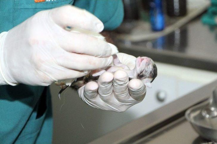 Telef Olan Hamile Kedi Sezaryene Alındı G4