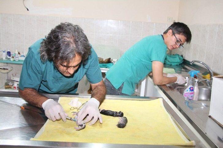 Telef Olan Hamile Kedi Sezaryene Alındı G5