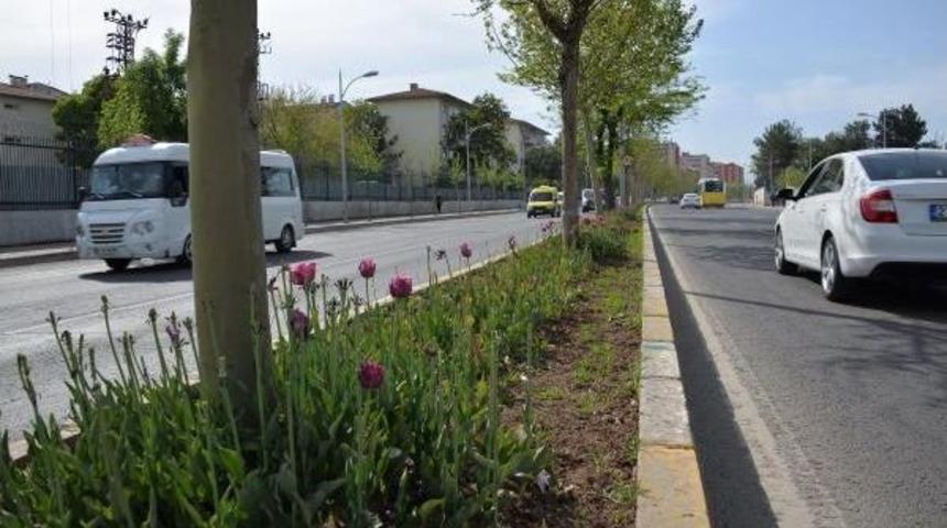 Diyarbakır Protokol Yolu'ndaki 'sarı Lale'lere Ne Oldu?