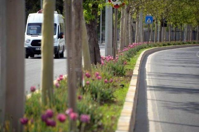 Diyarbakır Protokol Yolu'ndaki 'sarı Lale'lere Ne Oldu?