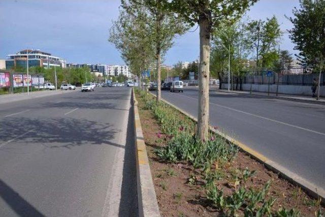 Diyarbakır Protokol Yolu'ndaki 'sarı Lale'lere Ne Oldu?