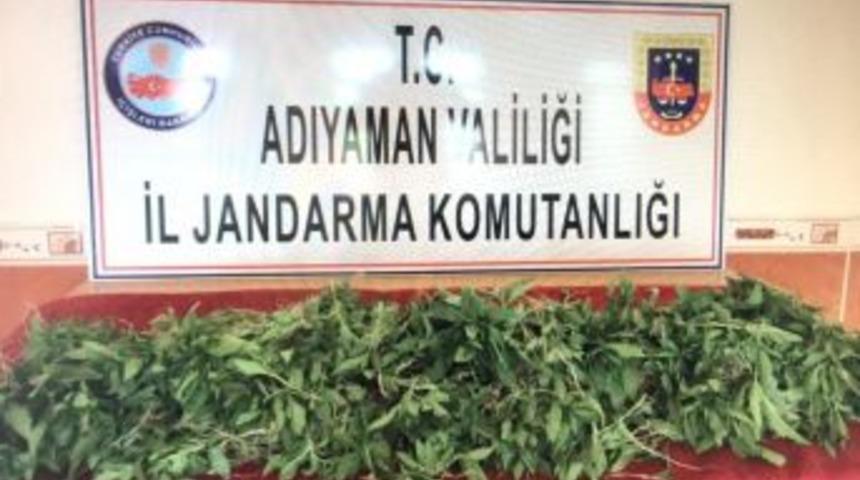 Jandarma Kenevir Bitkisi Ele Ge&ccedil;irdi