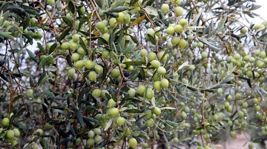 Olivtech Fuarı, T&uuml;rkiye&rsquo;de Zeytin Ve Zeytinyağı T&uuml;ketimini Arttıracak