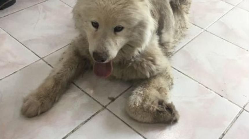 &Ouml;lmek &Uuml;zere Bulunan Cins K&ouml;pek Yeniden Hayata D&ouml;nd&uuml;