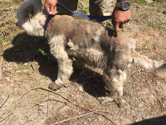 Ölmek Üzere Bulunan Cins Köpek Yeniden Hayata Döndü