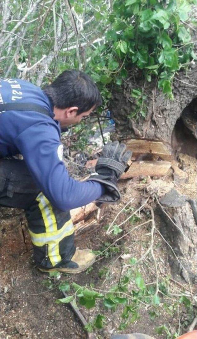 Kuru Ağaç Kütüğünde Mahsur Kalan Köpeği İtfaiye Kurtardı