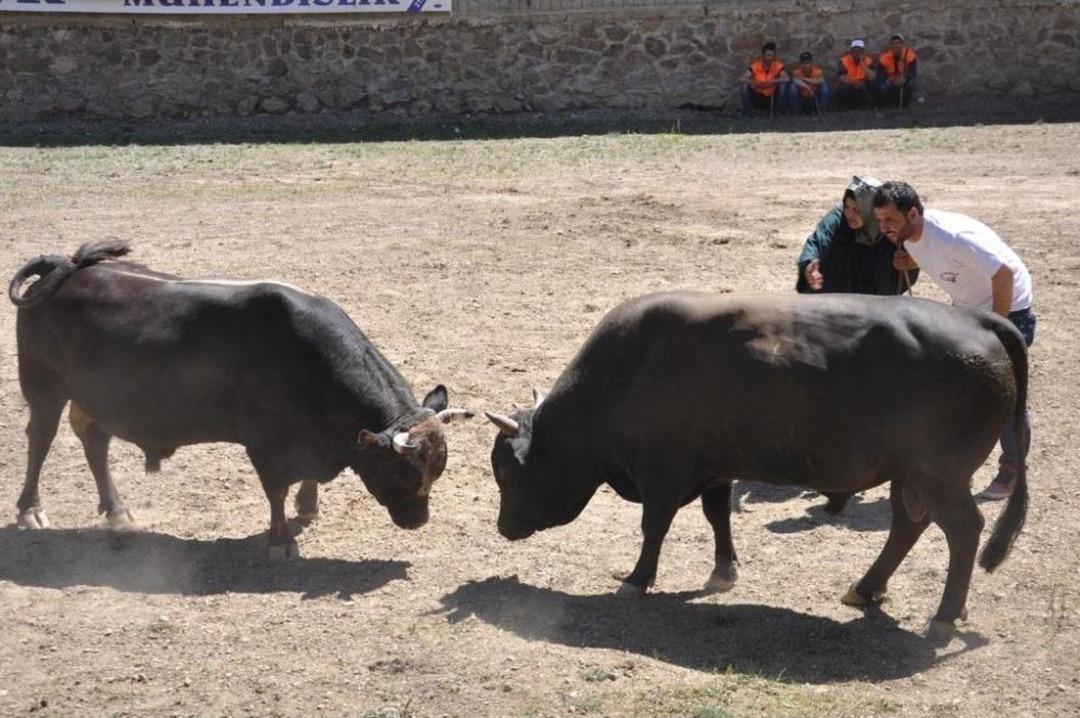 Artvin&rsquo;de Geleneksel Boğa G&uuml;reşleri Devam Ediyor