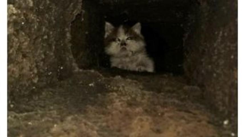 Havalandırma Boşluğunda Sıkışan Kedi Duvar Kırılarak Kurtarıldı