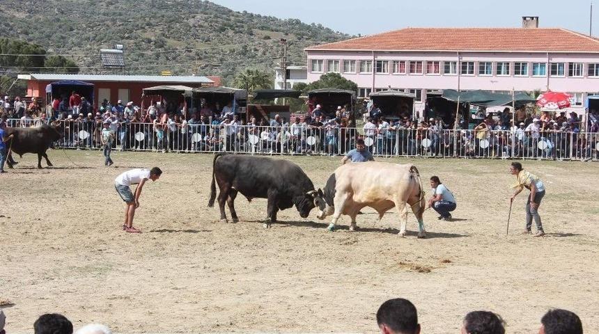 Ege&rsquo;de Boğalar Arenaya İndi