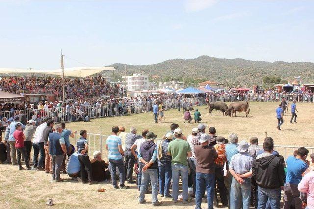 Ege’de Boğalar Arenaya İndi