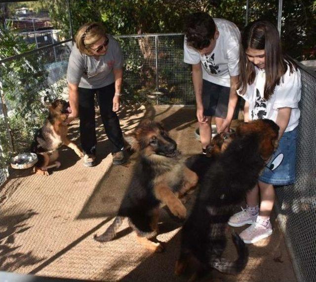 Hobi Olarak Başladı, Köpek Çiftliği Kurdu