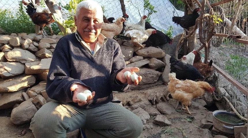 Bahar Geldi, Yumurtanın Rengi Değişti