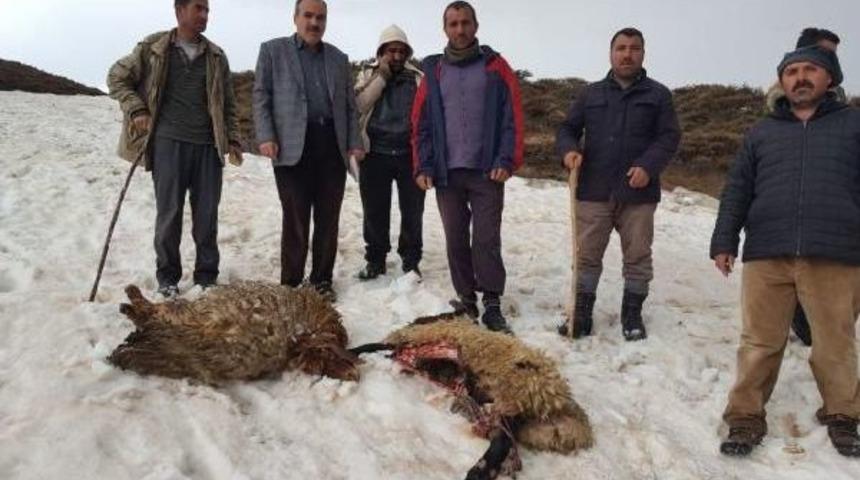 Muş'ta Kurtlar Koyun S&uuml;r&uuml;s&uuml;ne Saldırdı