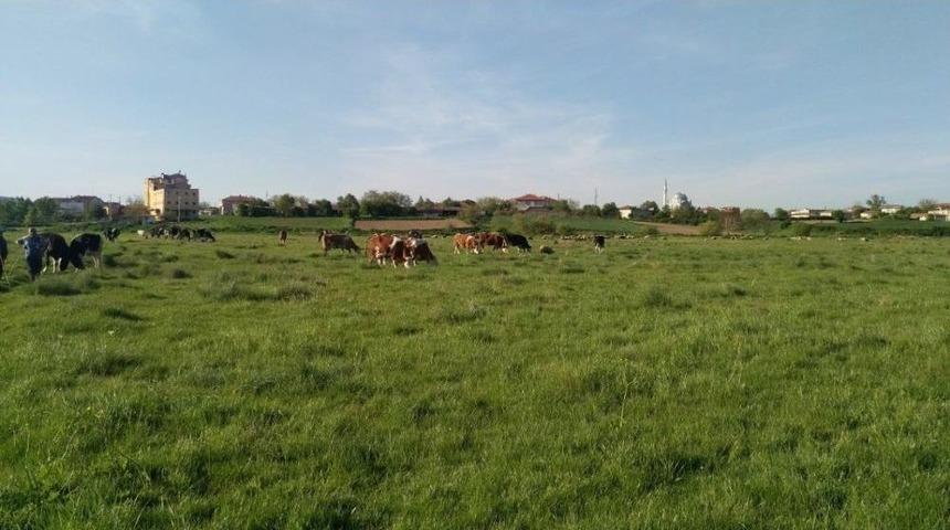 Tekirdağ&rsquo;da Mera Islah &Ccedil;alışmaları